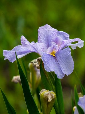 DSC_2288.jpg