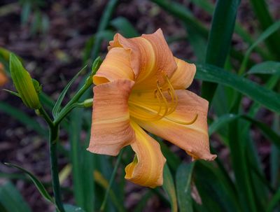 DSC_2292.jpg