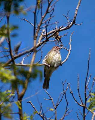 DSC_3534.jpg