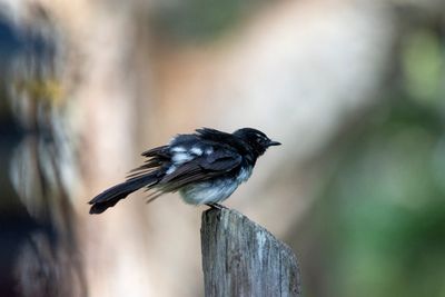 DSC_3939.jpg