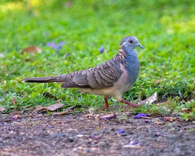 DSC_4065.jpg