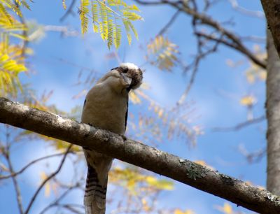 2023_birds_and_animals_at_home