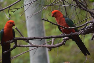 fowers_and_birds_no_dec_2025