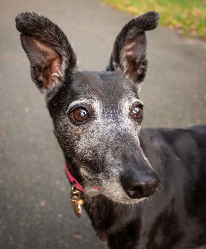 In Loving Memory of Fia the Lurcher