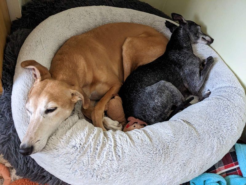 Arlo and Roxanne