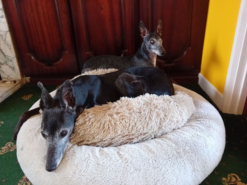 Arlo and Fia