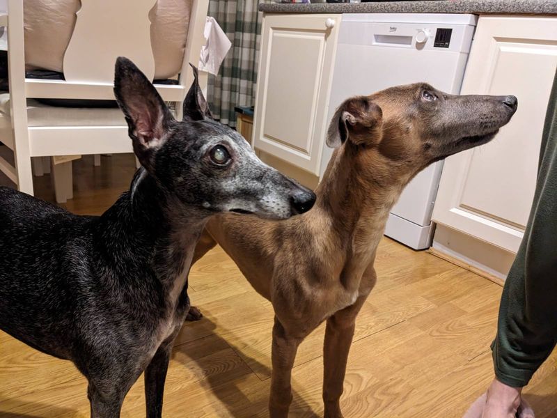 Arlo and Woodie