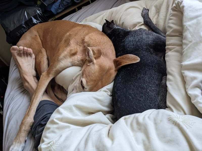 Arlo and Roxanne 
