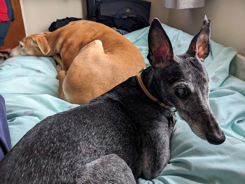 Arlo and Roxy