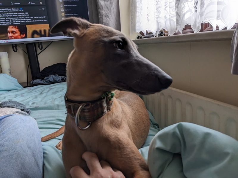 Woodie the Lurcher
