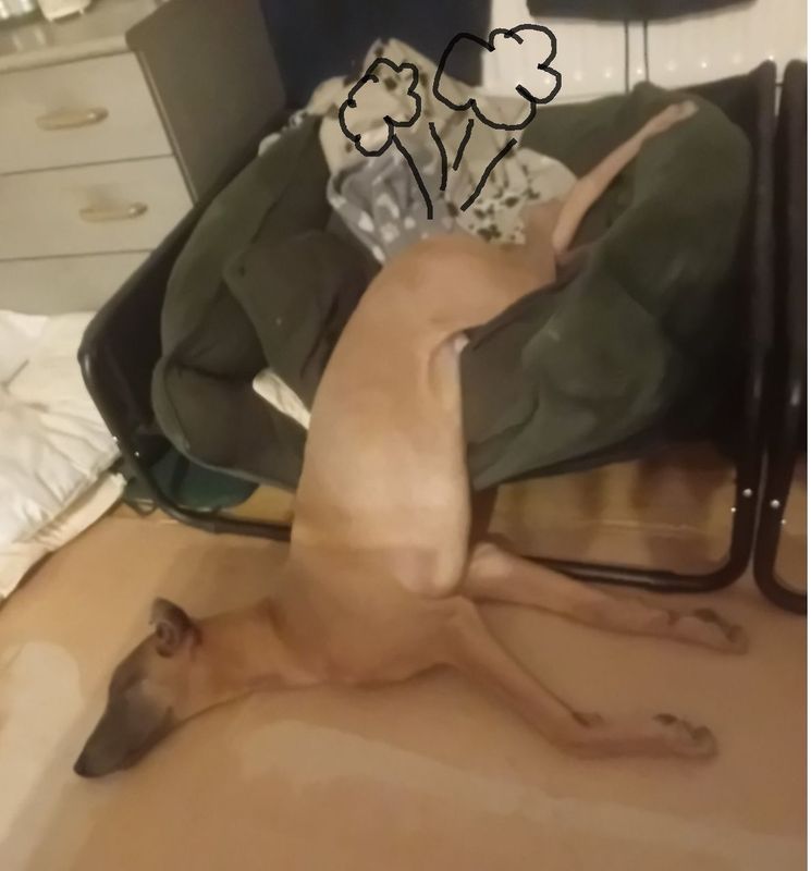 Derp