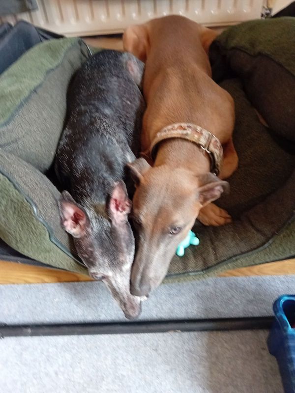 Arlo and Woody