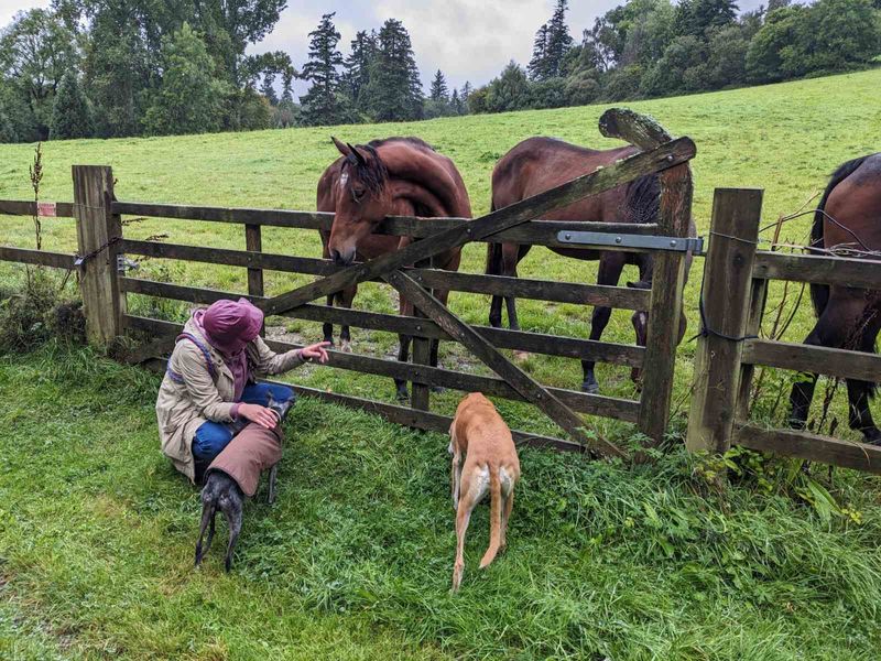 Arlo and Roxanne meet the horses