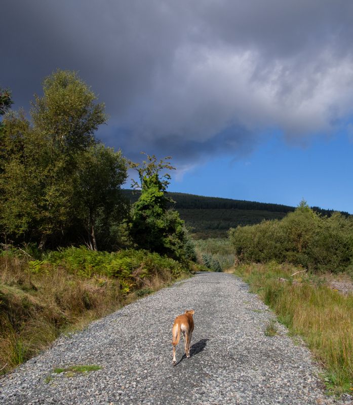 Glen Dara, co Wicklow