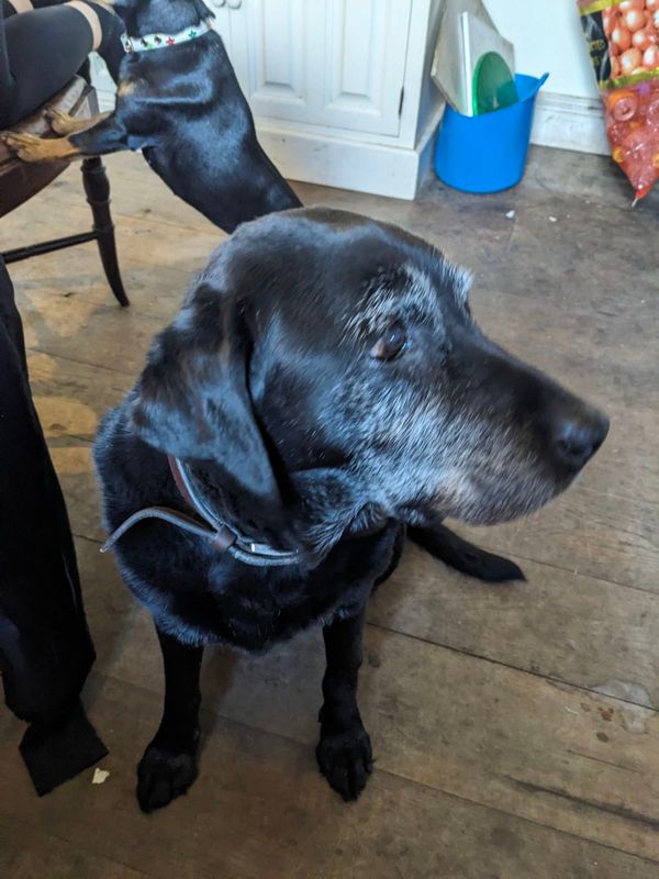 Becky the Labrador oct 6 2024