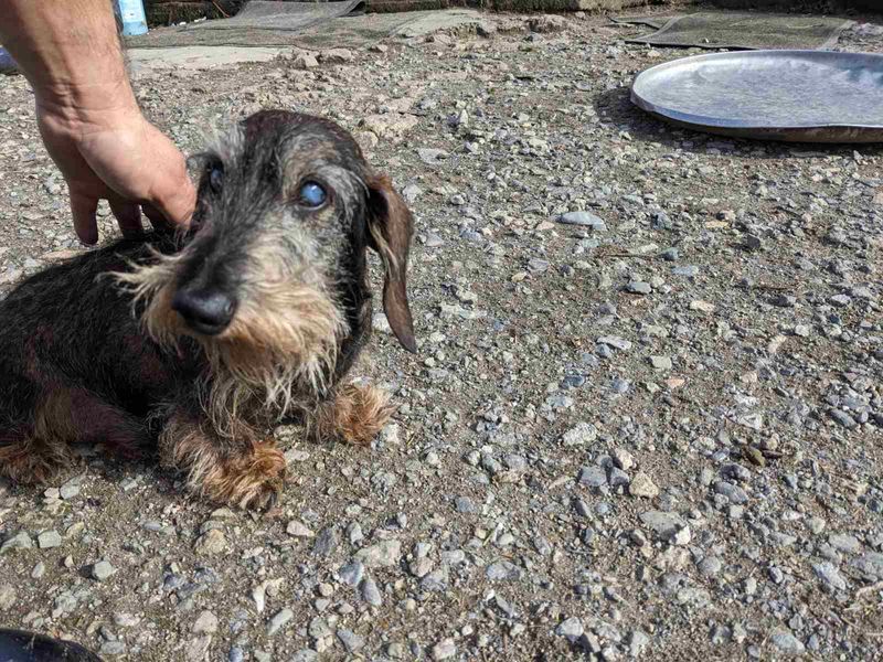 Stewart, Rob's lil Dachshund