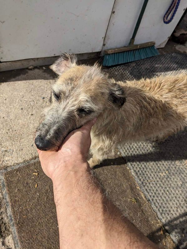 Maisy the wire-hair whippet