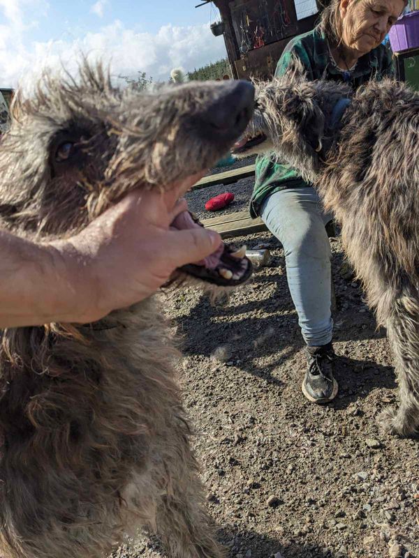 Murphy and Mac - Deise Animal Sanctuary Deer Hounds with Pat