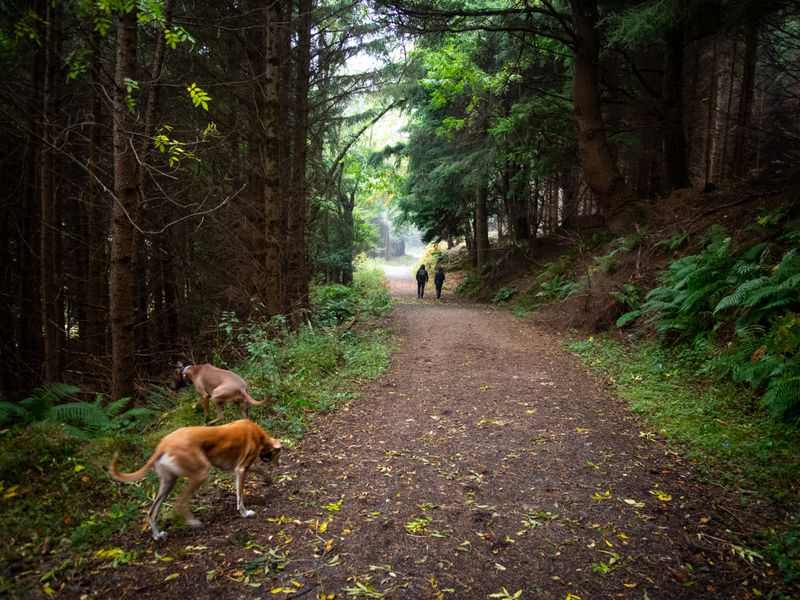 Glen Cree, Wicklow