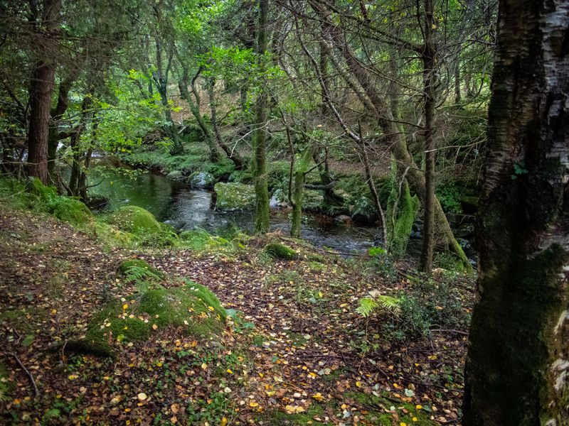 Glen Cree