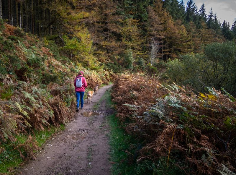 Djouce Wood, Wicklow, Ireland
