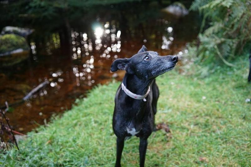 In Loving Memory of Fia the Lurcher