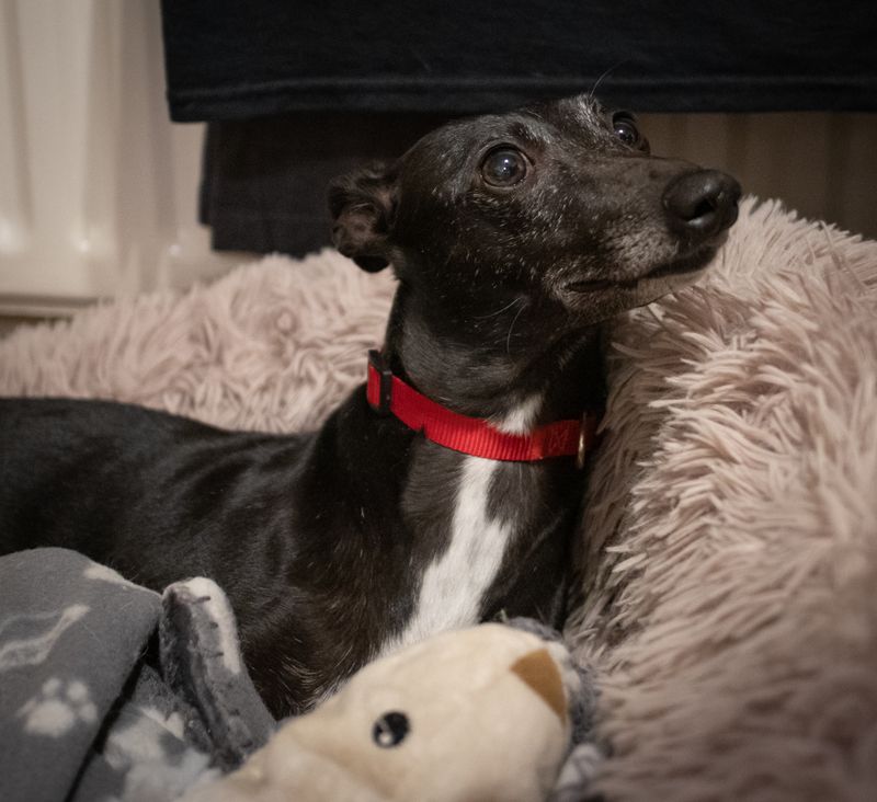 Introducing Molly - Arlo's Daughter
