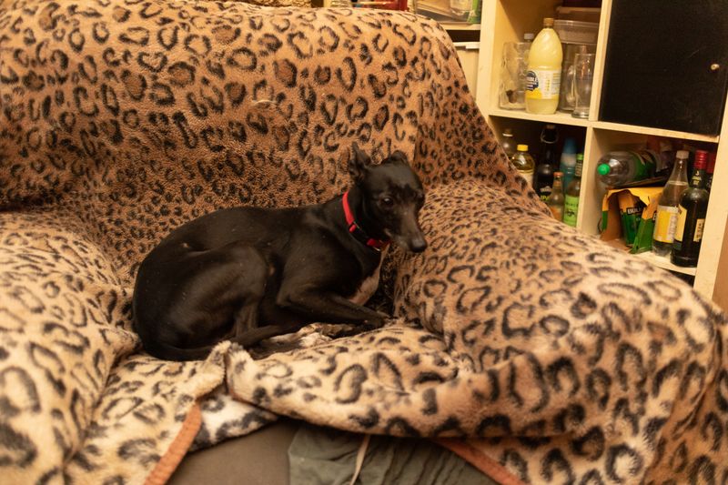 Molly's last day in the rescue