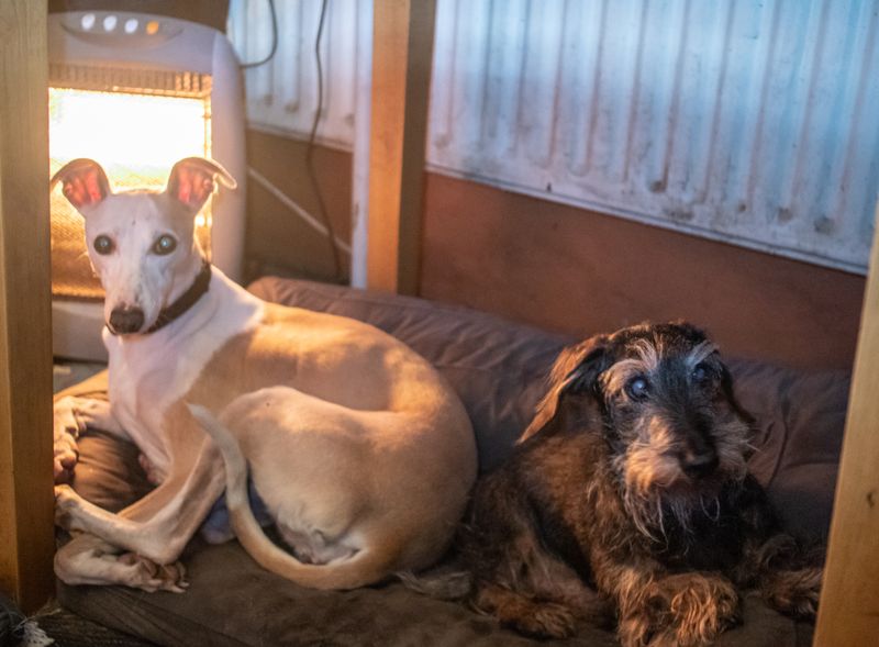 Gypsy's last day in rescue