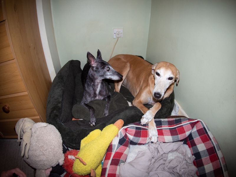 Arlo and Roxanne in wide angle