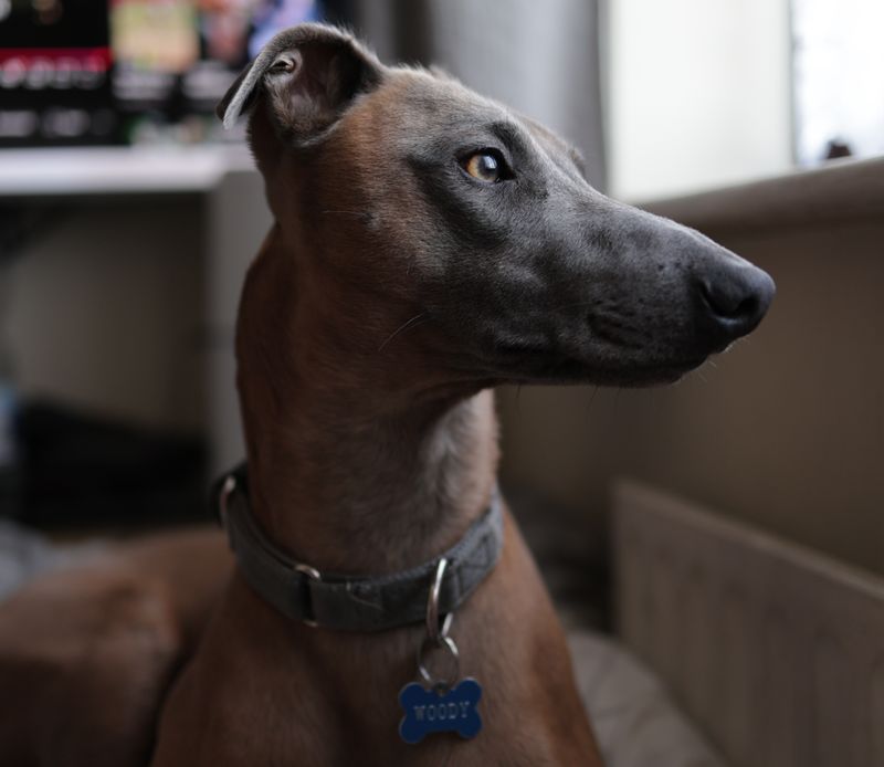 Woody