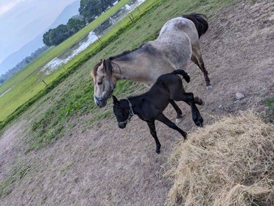 New Foal Gurteen