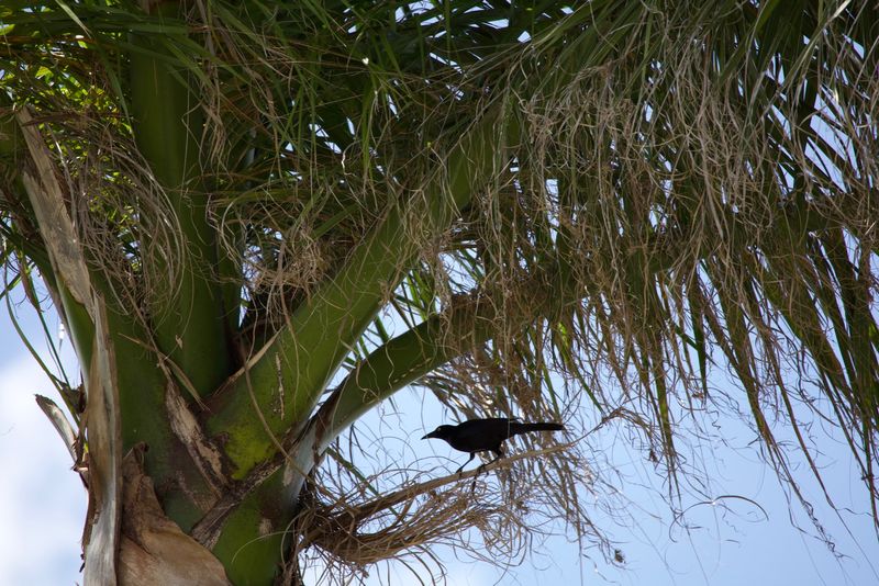 grackle in palm