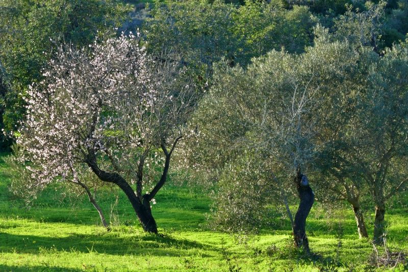 Orchard