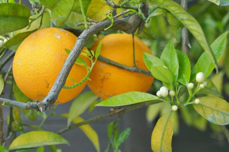 Oranges