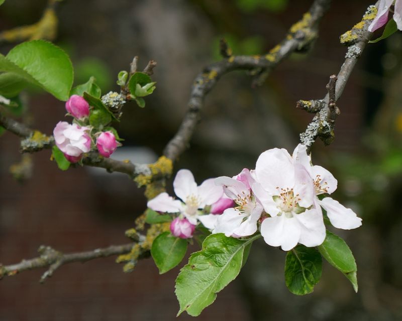Apple blossom