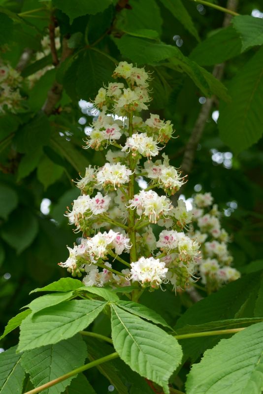 Chestnut blossoms