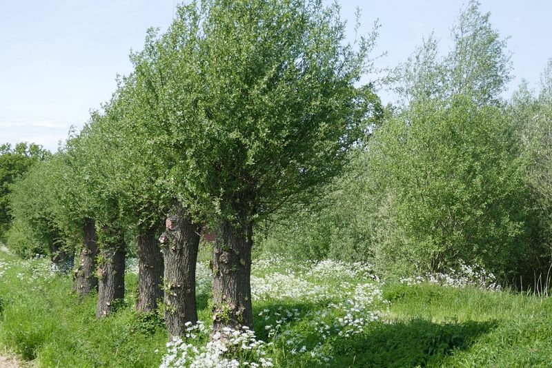 Pollard willows
