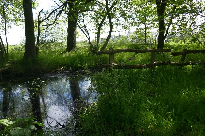Swamp