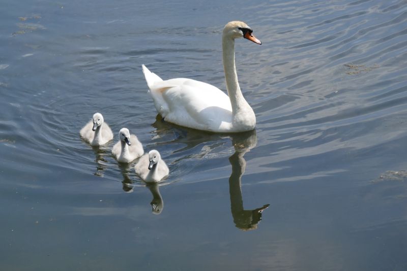 Swan lake