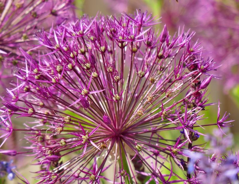 Allium