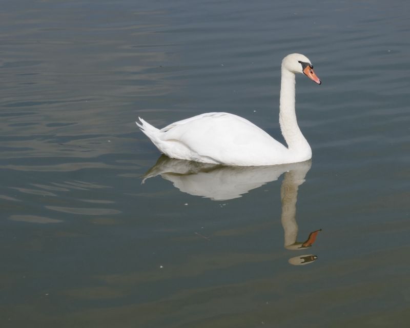 Swan