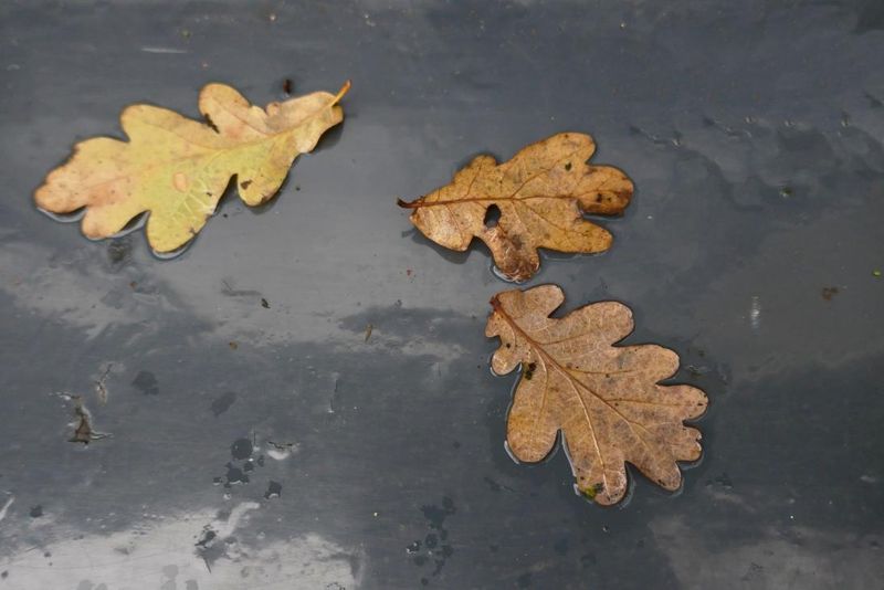 3 Oak leaves