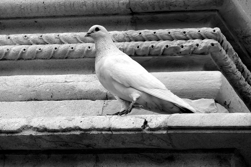 White dove