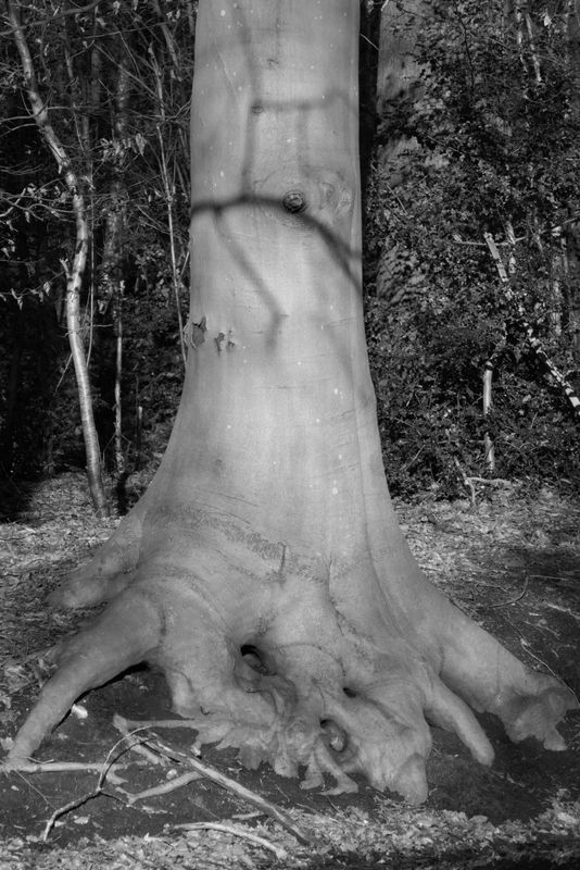 Rooted