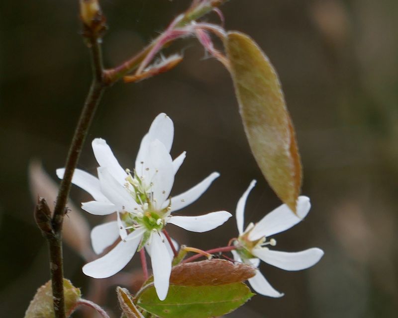 Petals