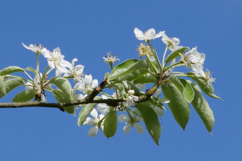 Pear blossoms