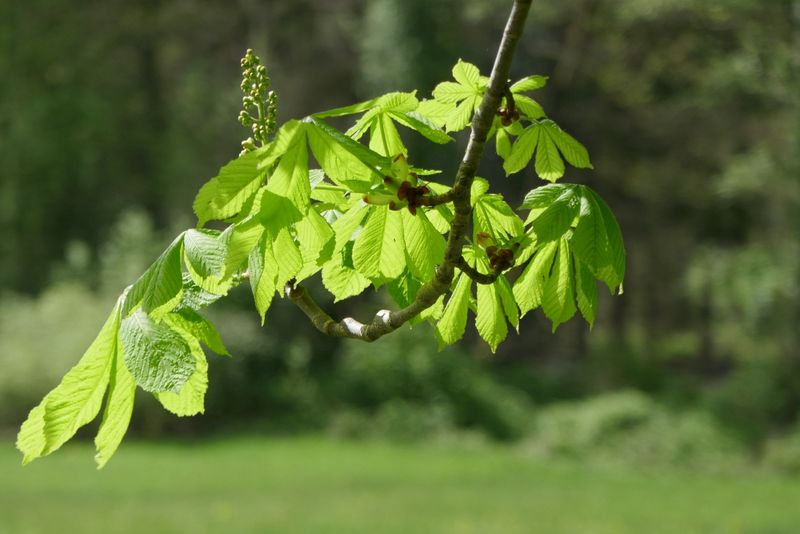 Chestnut 