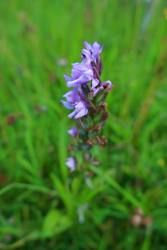 Leopard marsh orchid