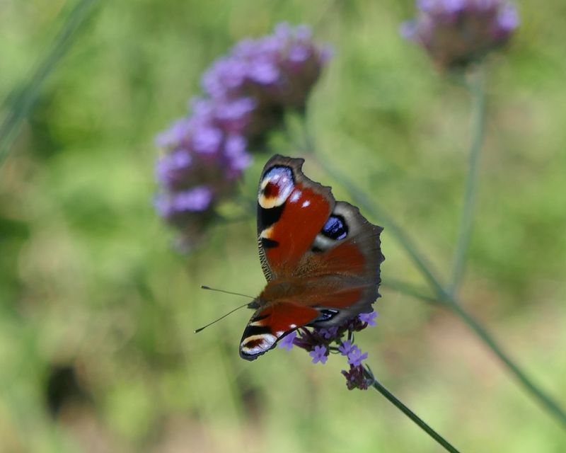Peacock eye butterfly